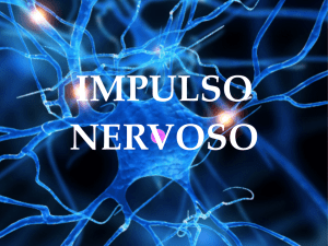Impulso nervoso