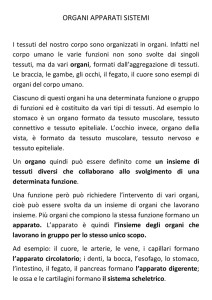 organi apparati sistemi