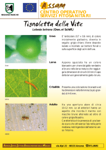 La tignoletta della vite