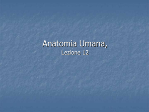 Diapositiva 1 - sciunisannio.it
