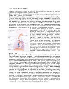 Apparato respiratorio