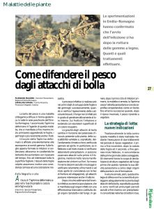 Come difendere il pesco dagli attacchi di bolla