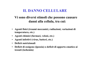 IL DANNO CELLULARE