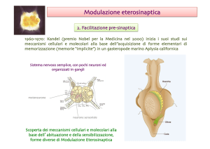 17. Modulazione sinaptica, LTP, LTD - e