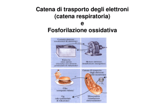 12. Catena Respiratoria e Fosforilazione Ossidativa