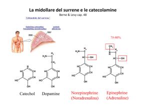14. La midollare del surrene e le catecolamine