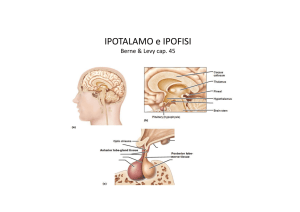 11. Ipotalamo, Ipofisi, ormone della crescita File