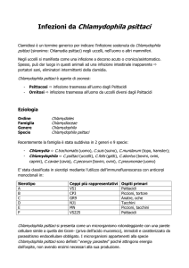 Infezioni da Chlamydophila psittaci
