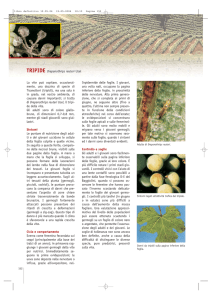 TRIPIDE Drepanothrips reuteri