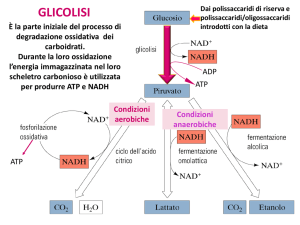 Lez-2016-2017-glicolisi