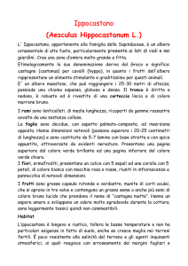 L`Ipocastano - Scuole Cornate