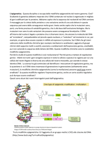 L`epigenetica. Questa disciplina si occupa delle modifiche