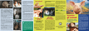 incontra gli animali