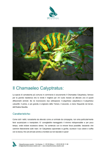 Scarica la scheda tecnica del Chamaeleo - Vetsanfrancesco