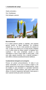 1. Acetosella dei campi