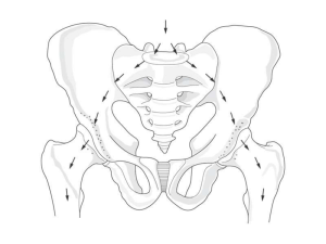 Muscoli dell`arto inferiore