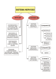 Sistema nervoso 1
