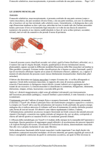 Lesioni muscolari - fisioterapia torino