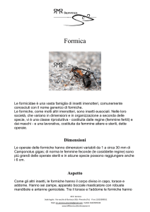 Formica - MR Services Disinfestazioni