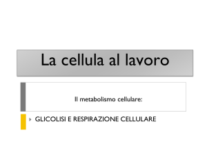 La cellula al lavoro