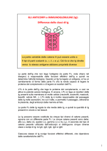 La parte dell`Ig che non lega l`antigene (la parte Fc, viola chiaro nel