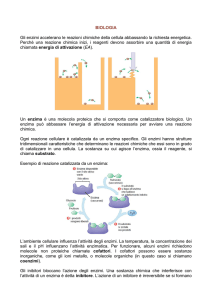 BIOLOGIA Gli enzimi accelerano le reazioni chimiche della cellula