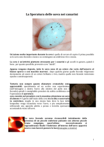 La Speratura delle uova nei canarini