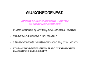 GLUCONEOGENESI
