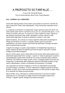 a proposito di farfalle……