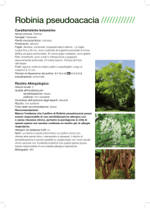 Robinia pseudoacacia
