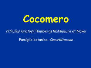 aspetti biologici, botanici e di coltivazione del cocomero-Tei