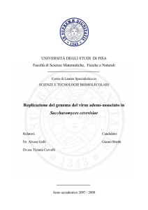 Replicazione del genoma del virus adeno-associato in