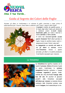 Guida al Segreto dei Colori delle Foglie