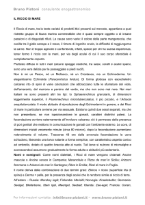 Riccio di mare - Bruno Pistoni