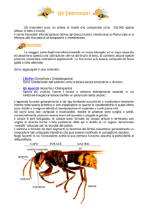 Gli Imenotteri