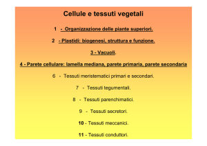 cellule di guardia