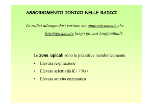 ASSORBIMENTO IONICO NELLE RADICI Le zone apicali sono le
