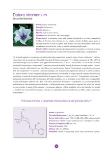 Datura stramonium