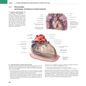 3.2 Pericardio: posizione, struttura e innervazione