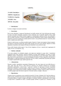 CHEPPIA CLASSE: Osteichthyes ORDINE: Clupeiformes FAMIGLIA