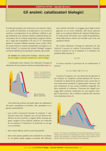 Rippa_16-2_Gli enzimi