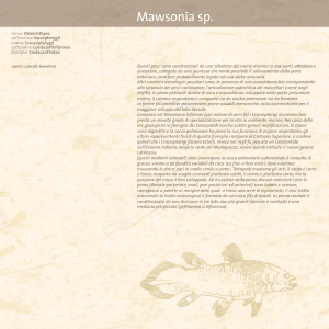 Mawsonia sp (PDF 408 KB)