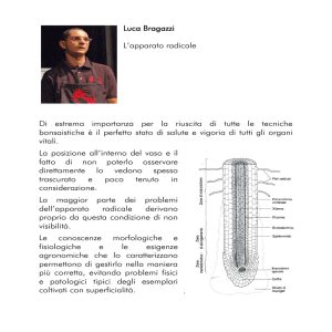 L`apparato radicale