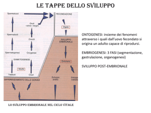 lezione 25-3-2014 riccio