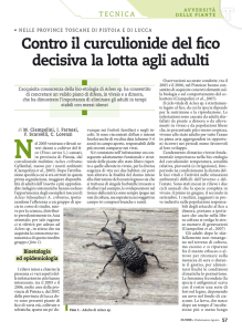 Contro il curculionide del fico decisiva la lotta agli adulti