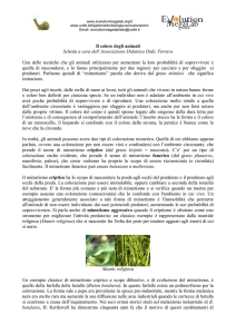 I colori degli animali