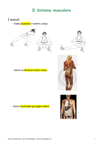 Il Sistema muscolare
