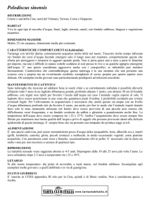 Pelodiscus sinensis