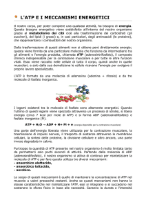 L`ATP E I MECCANISMI ENERGETICI