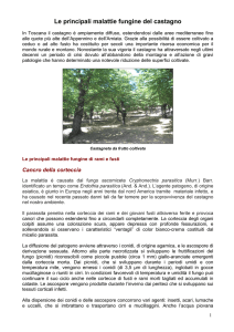 Le principali malattie fungine del castagno
